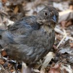 Towhee4.jpg
