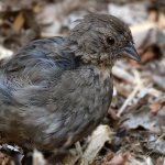 Towhee5.jpg
