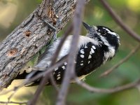 Woodpecker.jpg