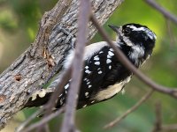Woodpecker2.jpg
