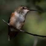 Hummer7.jpg