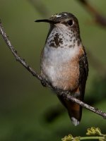 Hummer13.jpg