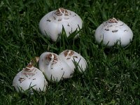 Shrooms.jpg