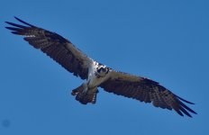 _ROY0664_00001_01.jpg