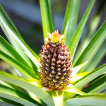 Pineapple2.jpg