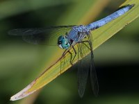 DragonFly.jpg