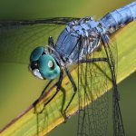 DragonFly2.jpg