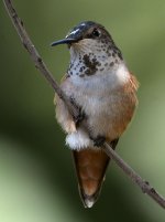 Hummer38.jpg