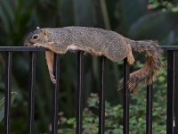 Squirrel2.jpg