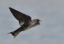 _ROY1119_00001_01.jpg