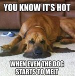 dog.jpg