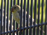 Goldfinch.jpg