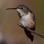 Hummer.jpg