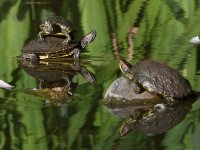 Turtles.jpg