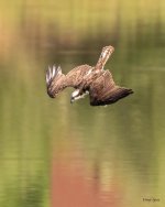 OspreyDive-400.jpg