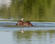 OspreyDive-403.jpg