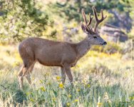 Buck-401.jpg