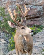Buck-402.jpg
