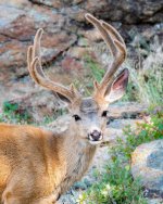 Buck-403.jpg