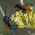 Wasp6.jpg