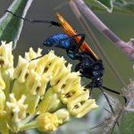 Wasp10.jpg