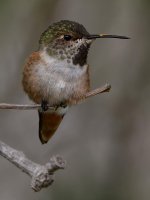 Hummer14.jpg