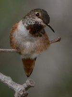 Hummer18.jpg