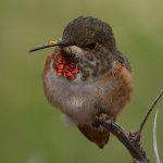 Hummer30.jpg