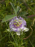 Passiflora.jpg