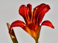_ROY1296_00001.jpg
