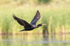 CormorantFlight-400.jpg