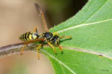 Wasp-420.jpg