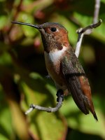 Hummer10.jpg