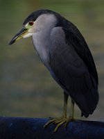 BCNH5.jpg
