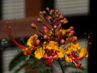 Cessalpinia3.jpg