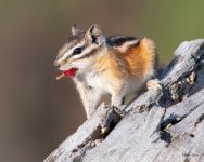 ChipperBerry-400.jpg