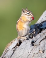ChipperBerry-402.jpg