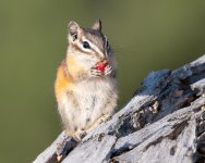 ChipperBerry-406.jpg