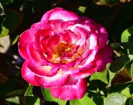 _ROY1419_00001.jpg