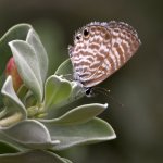 Hairstreak.jpg