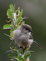 Tit.jpg