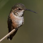 Hummer31.jpg