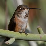 Hummer43.jpg