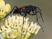Wasp.jpg
