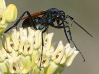 Wasp3.jpg