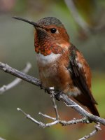 Hummer14.jpg