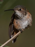 Hummer38.jpg