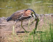 _NIK1050 low res.jpg