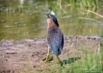 _NIK1055 low res.jpg