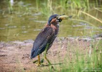 _NIK1057 low res.jpg